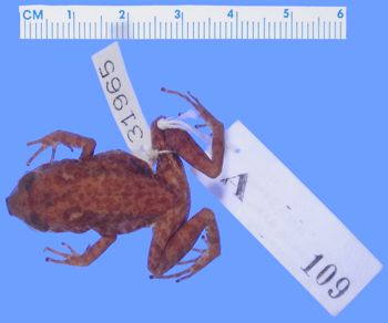Media type: image; Herpetology A-31965